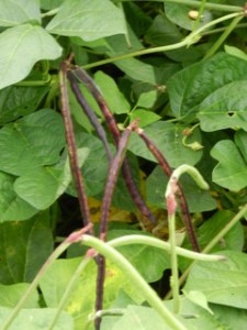 purple hull peas