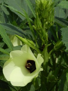 okra
