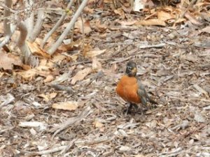 The robins have failed to bring spring!