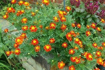 Marigolds2